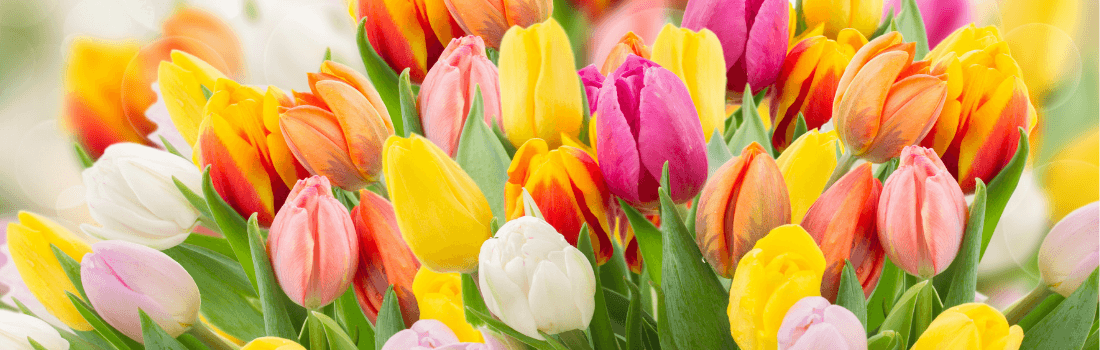 Yellow, pink and white tulips.